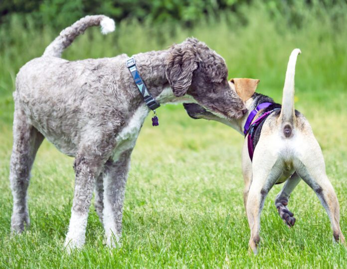 Dogs greeting each other at a dog park.