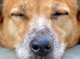 The sleeping dog's nose has a runny nose.