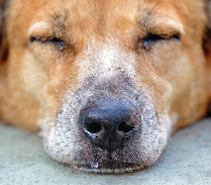 The sleeping dog's nose has a runny nose.