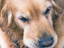 Sudden Lumps on a Dog Under the Skin A golden retriever with a swollen mouth