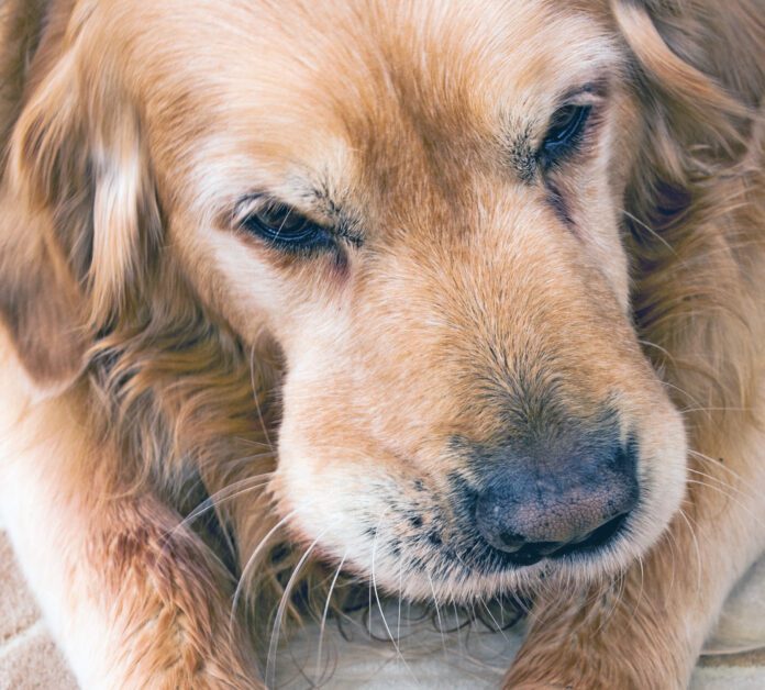 A golden retriever with a swollen mouth