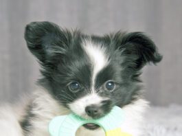 A dog's baby teeth begin falling out around at 12 to 16 weeks.