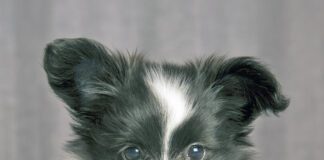 Papillon Puppy