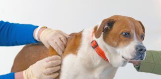 Dog skin tag removal is usually not a medical necessity unless the skin tag is on a dog's eyelid.