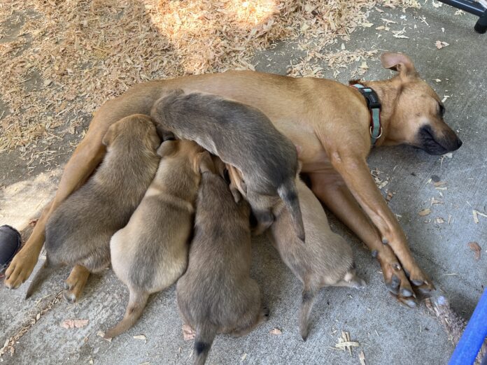 mother dog feeding puppies