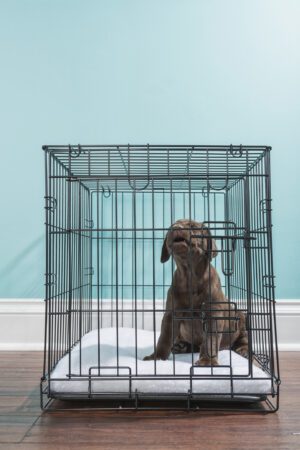 Chocolate Labrador Puppy howling while in a wire dog crate- 7 weeks old