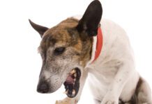 Closeup of white and brown dog with its mouth open