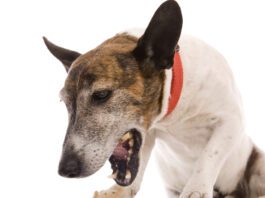 A dog coughing up white foam could be suffering from allergies or a respiratory illness.