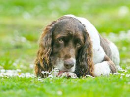 A cute English Springer Spaniel Dog, lying down in a field licking his paw surrounded by daisy flowers.