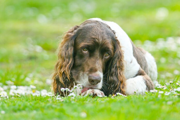 A cute English Springer Spaniel Dog, lying down in a field licking his paw surrounded by daisy flowers.