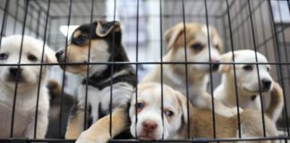 shelter puppies
