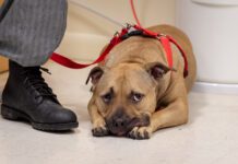 Adult tan mixed breed dog wearing a pet hardness laying on the floor looking bored