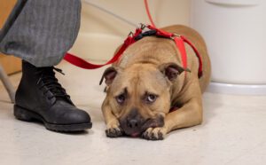 Adult tan mixed breed dog wearing a pet hardness laying on the floor looking bored