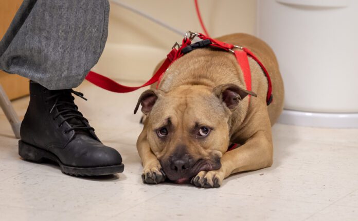 Adult tan mixed breed dog wearing a pet hardness laying on the floor looking bored