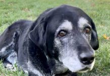 Old black Labrador