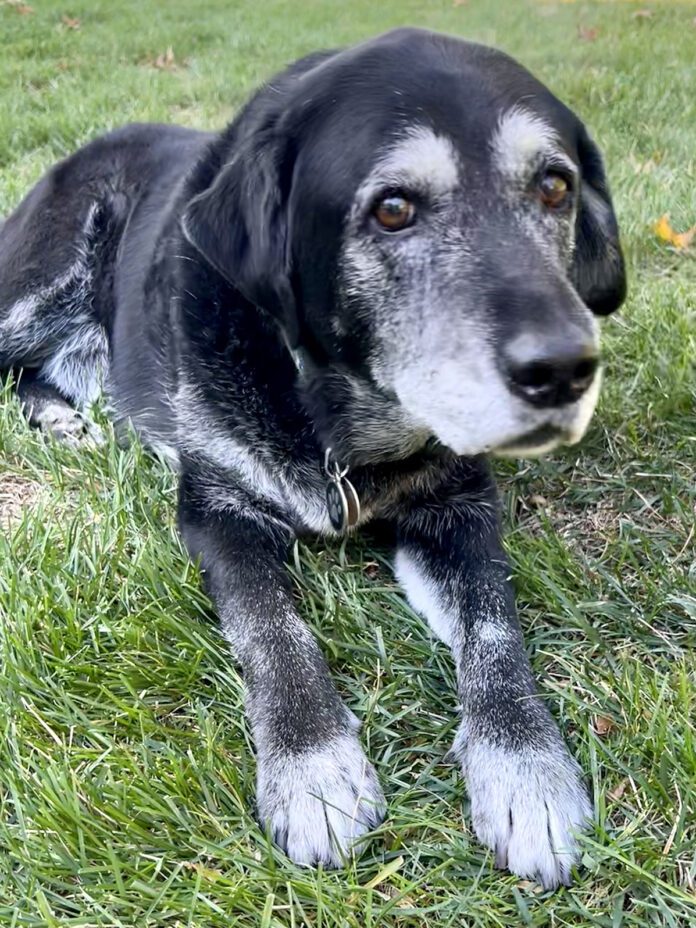 Old black Labrador