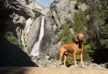 goloden dog statnding in front of waterfall in yosemite california
