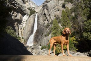 goloden dog statnding in front of waterfall in yosemite california