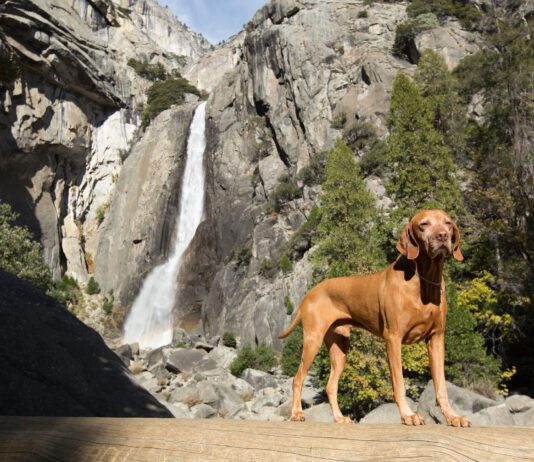 goloden dog statnding in front of waterfall in yosemite california