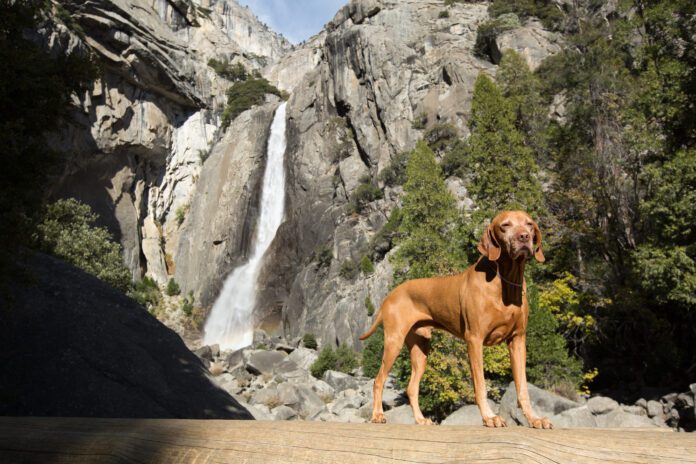 goloden dog statnding in front of waterfall in yosemite california