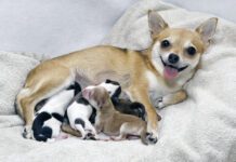 Dog birth