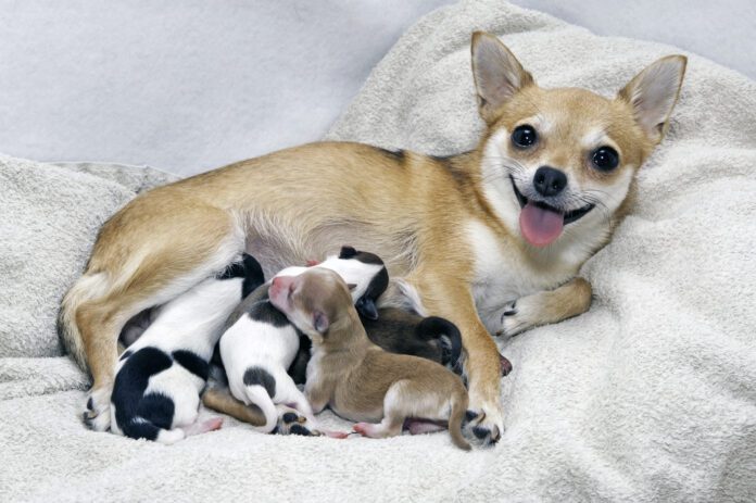 Dog birth