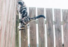 Dog barking at a Cat, cambering up a Garden Fence