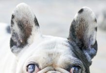 Portrait of domestic dog with ulcer in the eye