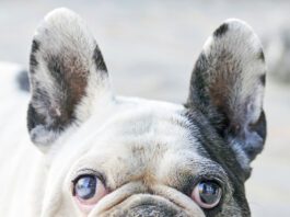 A dog eye ulcer is a seriour concern that needs treatment.