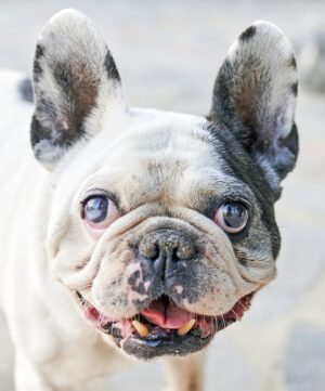 Portrait of domestic dog with ulcer in the eye