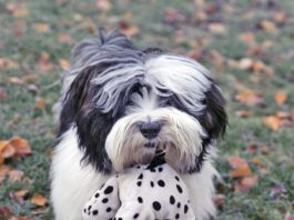 Black and white dog carrying spotted soft dog toy in mouth, on frosty grass covered in Autumn leaves