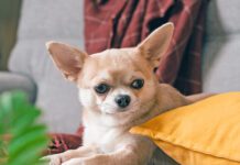 Funny puppy chihuahua lying on couch and pillow under plaid indoors. Cute Little dog home warming under blanket in cold fall autumn winter weather. Pet animal in living room with candle and decor