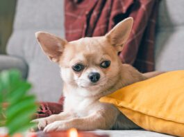 Are Candles Bad for Dogs? Funny puppy chihuahua lying on couch and pillow under plaid indoors. Cute Little dog home warming under blanket in cold fall autumn winter weather. Pet animal in living room with candle and decor