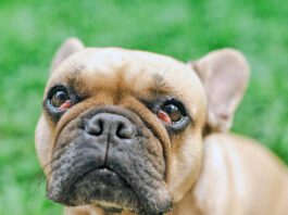 French bulldog with cherry eyes symptom sitting at field.