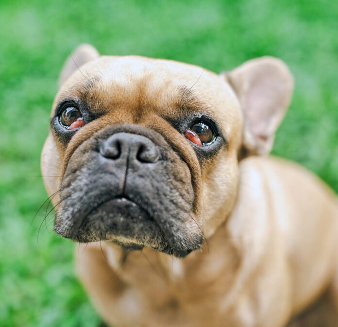 French bulldog with cherry eyes symptom sitting at field.