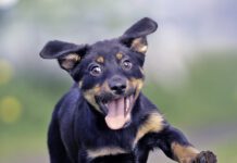 Cheerful puppy runs on the grass