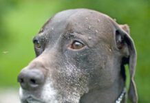 German short haired pointer dog covered in mosquitos