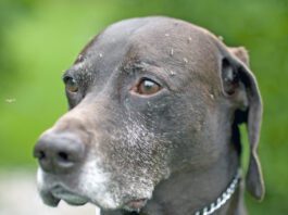 Best Heartworm Prevention German short haired pointer dog covered in mosquitos