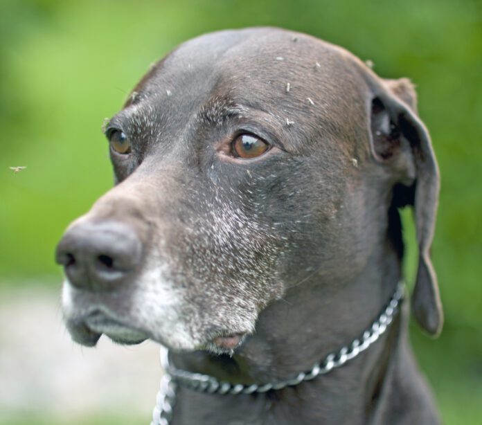 German short haired pointer dog covered in mosquitos