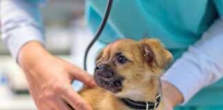Veterinarian examining cute puppy