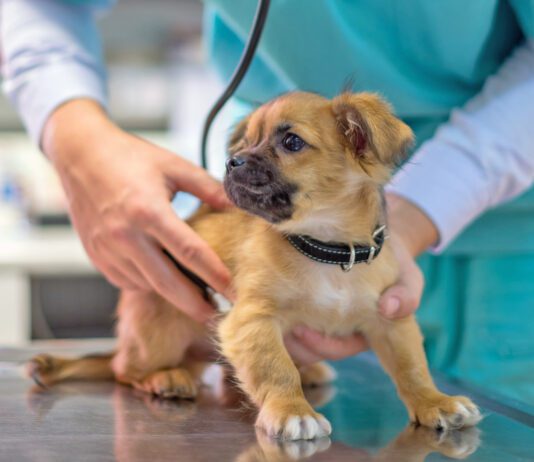 Veterinarian examining cute puppy