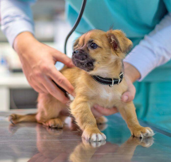 Veterinarian examining cute puppy