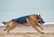 German shepherd, Canis familiaris