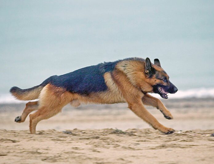 German shepherd, Canis familiaris