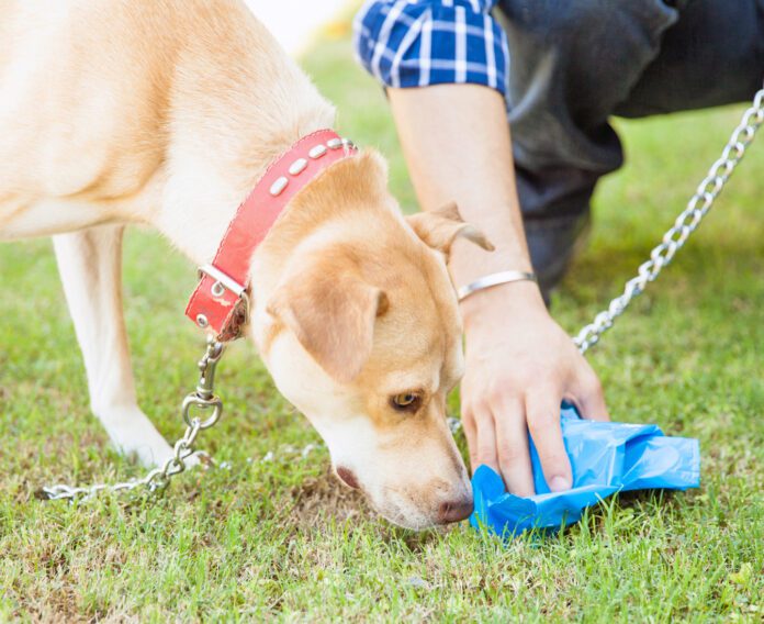 Man picking up some dog poop