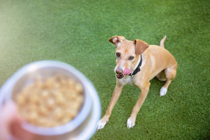 Dog looking at hand holding bowl with dog food