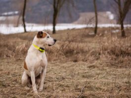 Boundary Training dog winter portrait
