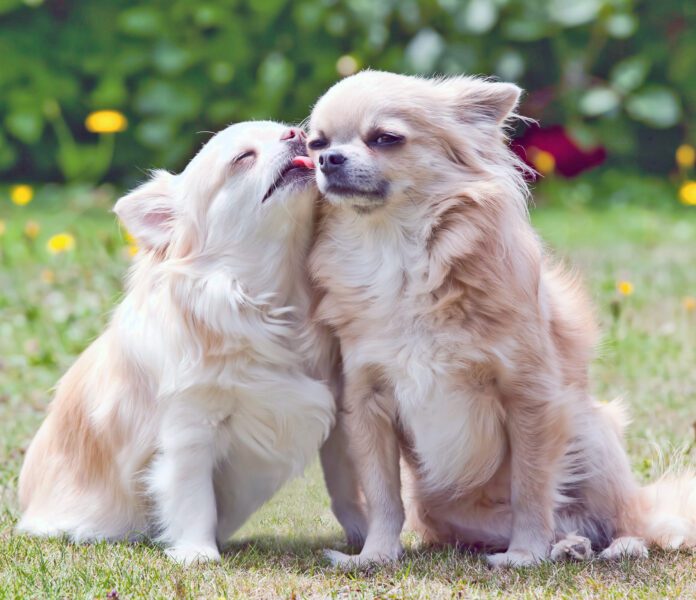 Loving chihuahua dogs