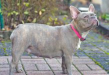 Lilac brindle French Bulldog dog pregnant for 8 weeks with big belly