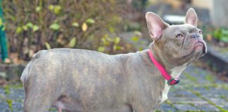 Lilac brindle French Bulldog dog pregnant for 8 weeks with big belly